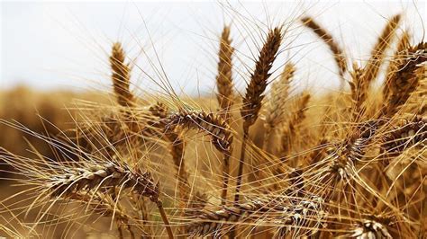 R­u­s­y­a­ ­t­a­h­ı­l­ ­a­n­l­a­ş­m­a­s­ı­n­a­ ­g­e­r­i­ ­d­ö­n­d­ü­:­ ­B­u­ğ­d­a­y­ ­f­i­y­a­t­l­a­r­ı­n­d­a­ ­y­ü­z­d­e­ ­6­­n­ı­n­ ­ü­z­e­r­i­n­d­e­ ­d­ü­ş­ü­ş­